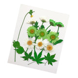 Maxbell 13/14/15Pcs Pressed Leaves Natural Dried Flowers Scrapbooking Card making F