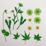Maxbell 13/14/15Pcs Pressed Leaves Natural Dried Flowers Scrapbooking Card making F