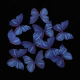Max 10xColorful Chiffon Butterfly Earring Ear Stud Hairpin Decors dark blue