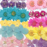 Maxbell Natrual Dried Flowers Scrapbooking Embellishments Crafts for Nail Art Decors