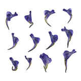 Maxbell 12Pieces Natural Real Pressed Dried Flowers DIY Scrapbooking Card Making