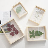 Maxbell Wood Plant Specimen Photo Frame Transparent Dried Flowers Wedding Wall Decor 21.3x21.3cm