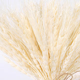 100 Pcs Real Wheat Ear Flower Dried Flowers Wedding Party Decoration Beige