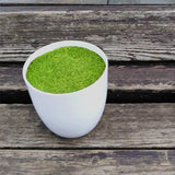 Maxbell Artificial Potted Plant Decoration Ornament Bonsai Office Home Outdoor L