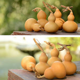Maxbell Dried Gourd Water Bottle Satute Gourd Hip Flasks Shape Wu Lou for Office 9-12CM