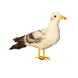 Max Artificial Bird Feather Realistic Home Garden Decor Ornament Seagull 2