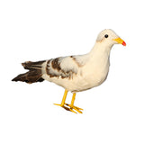 Max Artificial Bird Feather Realistic Home Garden Decor Ornament Seagull 2