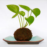 Max Creative Moss Ball Flower Pot Planter Bonsai Plant Holder Home Garden 6cm