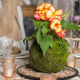 Max Creative Moss Ball Flower Pot Planter Bonsai Plant Holder Home Garden 9cm