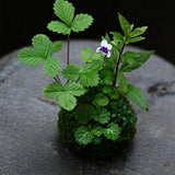 Max Creative Moss Ball Flower Pot Planter Bonsai Plant Holder Home Garden 12cm