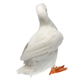 Max Realistic Duck Ornament Decoy Home Garden Water Pond Decor White Duck