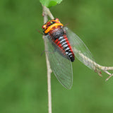 Max Realistic Insect Animal Pot Hanger Fridge Magnet Garden Decor Cicada