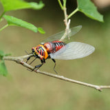 Max Realistic Insect Animal Pot Hanger Fridge Magnet Garden Decor Cicada