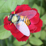 Max Realistic Insect Animal Pot Hanger Fridge Magnet Garden Decor Bee