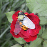 Max Realistic Insect Animal Pot Hanger Fridge Magnet Garden Decor Bee
