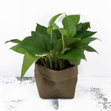 Max Washable Kraft Paper Storage Bag Succulent Plant Pot 8x8x15cm Olive Green