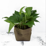 Max Washable Kraft Paper Storage Bag Succulent Plant Pot 8x8x15cm Olive Green