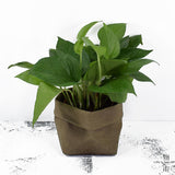 Max Washable Kraft Paper Storage Bag Succulent Plant Pot 10x10x20cm Olive Green