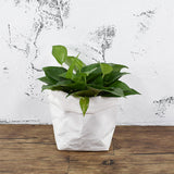 Max Washable Kraft Paper Bag Plant Flowers Pot Storage Bag White 8x8x15cm