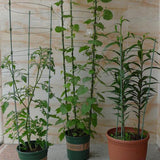 Max Plant Support Rings Garden Trellis Climbing Plants Flowers Grow Cage 60cm