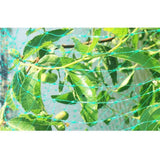 Max 3 Size Anti Bird Net Netting Mesh Protection Plants Veg Crops Garden  2x5m