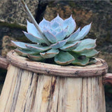 Max Creative Wooden Flower Pot Bonsai Planter Succulent Container Home Decor 9