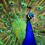 Max 3D Animal Wall Decor Tapestry Hanging Backdrop for Bedroom Living Room Dorm S Peacock