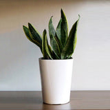 Max Self Watering Traditional Round Planter Pot  White
