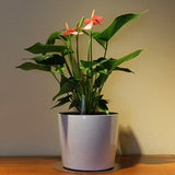 Max Self Watering Traditional Round Planter Pot  White