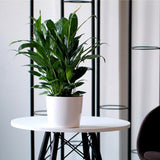 Max Self Watering Traditional Round Planter Pot  White