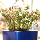 Max Water Level Indicator for Potted Plants Monitor Soil Moisture Meter 34cm