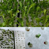 Max 5pcs Hydroponic Sponge Soilless Hydroponic Grow Plant B