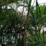 Max Ladybug Plant Stem Orchid Clips Garden Supporting Stems Vines Grow Upright
