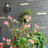 Max Nylon Trellis Netting Plant Support for Climbing Plants  180x90cm