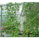 Max Nylon Trellis Netting Plant Support for Climbing Plants  180x270cm