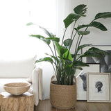 Max Natural Straw Woven Flower Pot Basket Green Plant Holder Cloth Hamper M