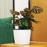 Max 7''Self Watering Planter with Water Level Gauge Decorative Flower Pot White
