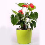 Max 7''Self Watering Planter with Water Level Gauge Decorative Flower Pot Green
