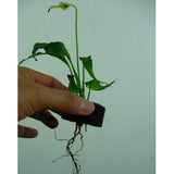 Max 50x Transplanted Sponge Soilless Hydroponic Cultivation System 45mm Diameter
