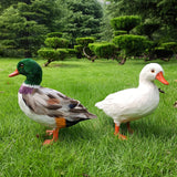 Maxbell Simulation Garden Duck Statue Miniature Animal Figurines DIY Craft  White