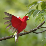 Maxbell Artificial Birds Feathered Parrot Figurine Bird Sculpture for Pathway Patio Red