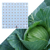 Maxbell LED Grow Light Waterproof Full Grow Light for Indoor Plants Seeds Purple and Pink 81 Leds