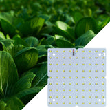 Maxbell LED Grow Light Waterproof Full Grow Light for Indoor Plants Seeds Warm Light 81 Leds