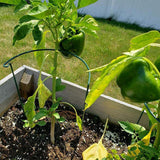 Maxbell Iron Plant Support Ring Plant Cages for Vegetable Climbing Plant Garden Round