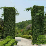 Maxbell Garden Wall Planter Hanging Planters Flower Pots for Porch Patio Decoration White