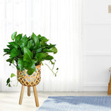 Maxbell Hand Woven Flower Pot Stand Farmhouse for Home Office Living Room Small