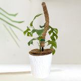 Maxbell 2x 17inch plant Pole DIY Bendable Coir for Courtyard Potted Plant Growing