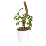 Maxbell 2x 17inch plant Pole DIY Bendable Coir for Courtyard Potted Plant Growing