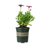 Maxbell Flower seed Flower Pots Planting Pot Container for Desktops Gardens S