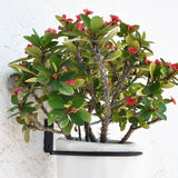 Maxbell Wall Mounted Wall Bracket Outdoor Hanigng Planter Rings for Garden Yard Wall 6inch